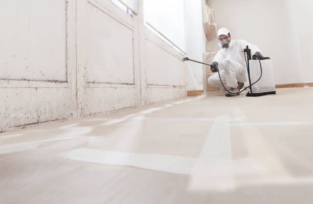 Black mold remediation team in Emporia
